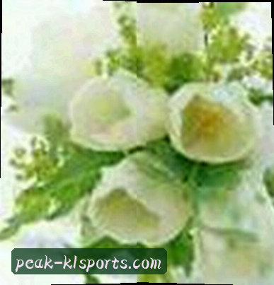 菲菲